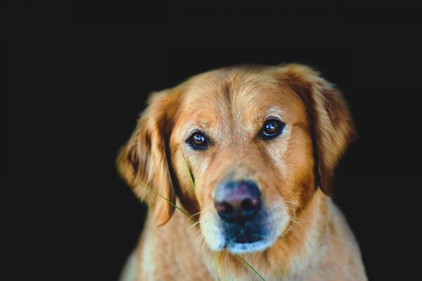 Der intelligente freundliche Blick des Hundes