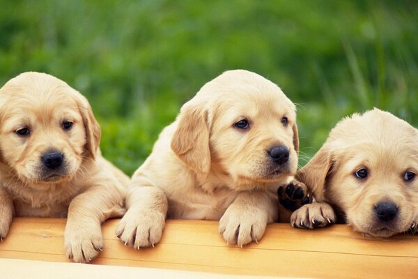 Three Golden Retriever puppies