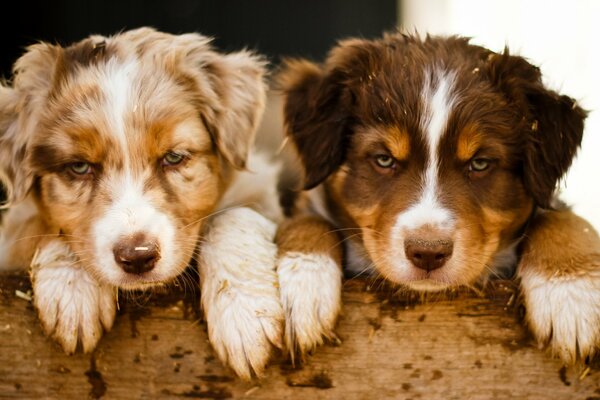 Deux chiots de couleur avec des yeux bleus