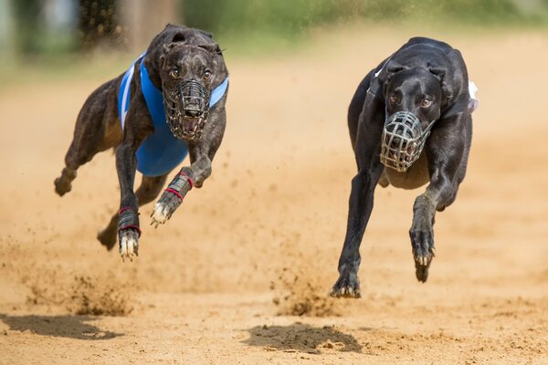 Wettkämpfe zweier Hunde im Maulkorb