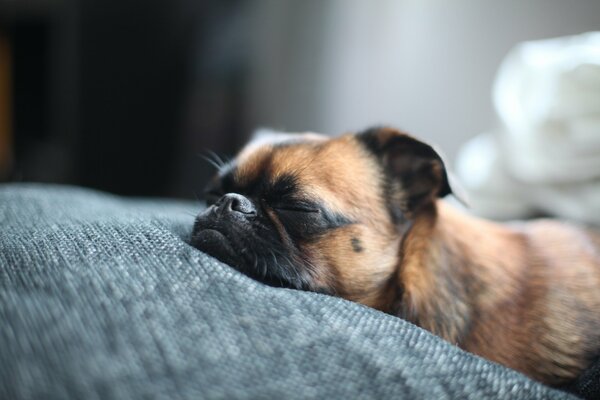 A dog of the Brabanson breed sleeps on the bed. Cute little face