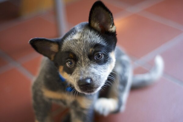 Le regard d un chien de berger australien