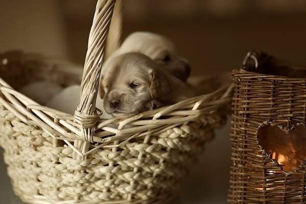 Chiot mignon en corisine dort