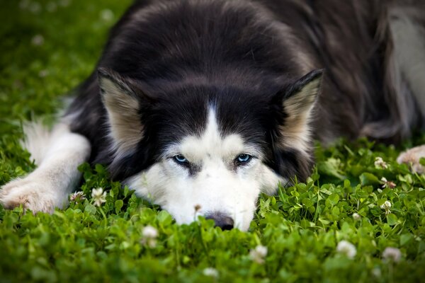 El perro Mira con una mirada cansada pero dedicada