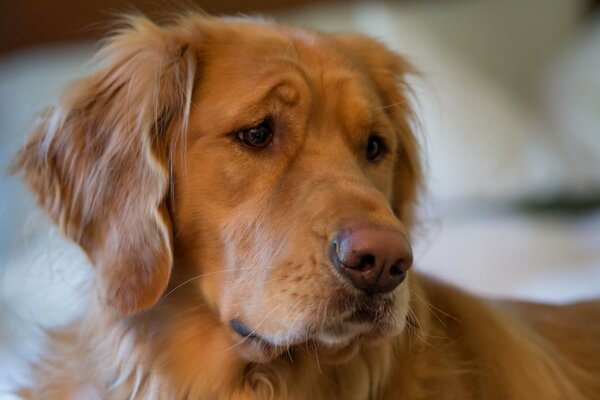 Der traurige Blick eines roten Hundes