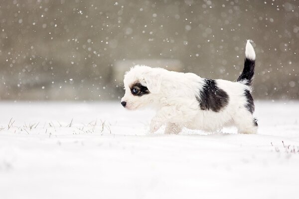 La mirada de un perro en la nieve blanca