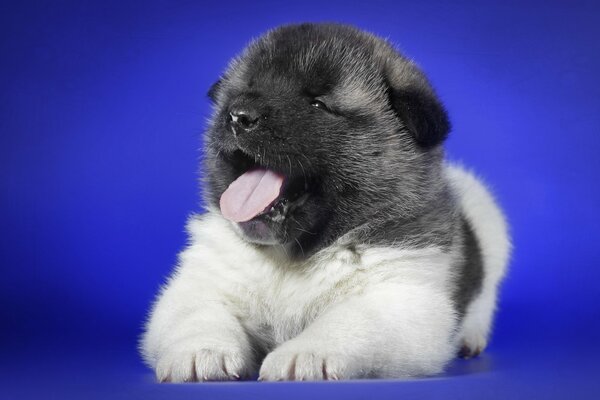 Cute puppy on a blue background