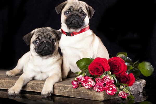 Par de Pug con un ramo de flores