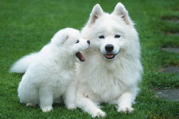 Chiens mignons, chiens belve, Samoyède Husky