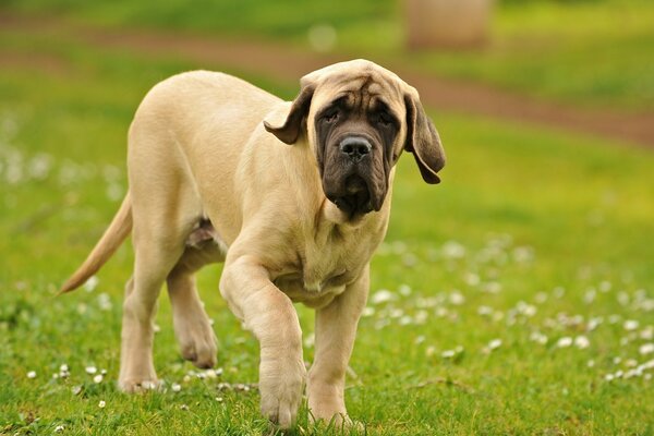 Cane che cammina su un campo verde