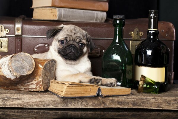 Ein Hund Mops mit einem aufgedeckten Buch