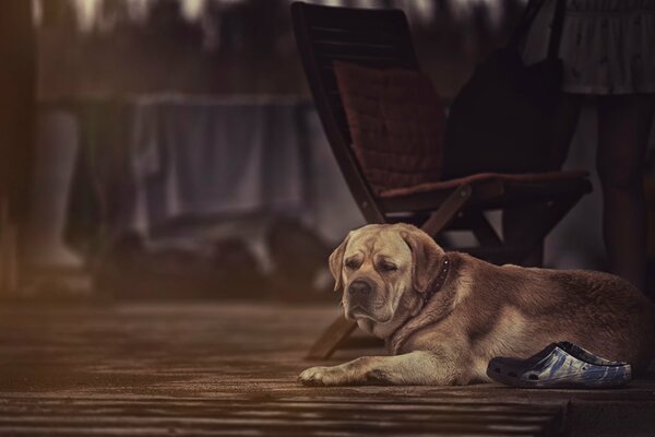 Grand chien de garde dans une maison en bois