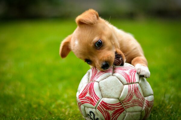 Cachorro pelirrojo juega con la pelota en el césped