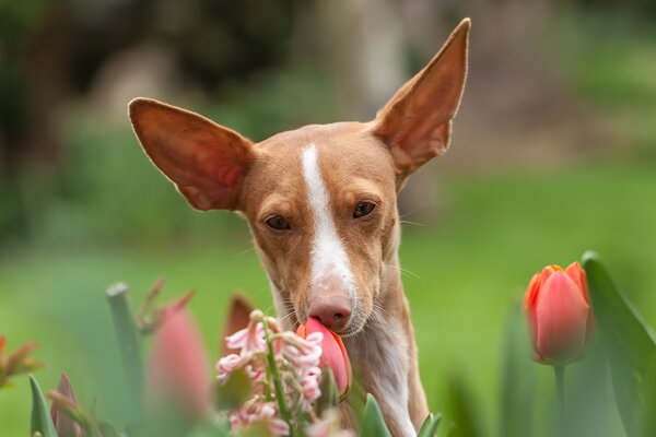 Chien brun reniflant des fleurs