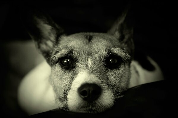 Sad look of a dog black and white photo