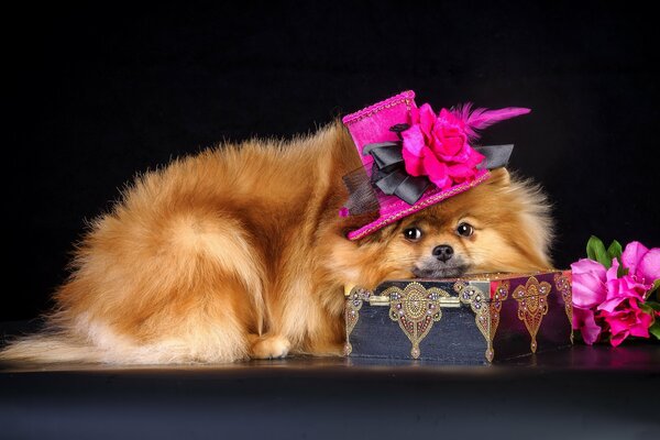 Perro con sombrero de fondo negro