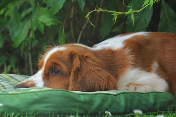 Einsamer Hund im grünen Gras