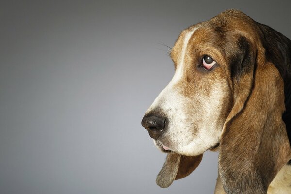 Seltsamer Blick in Hunde auf grauem Hintergrund