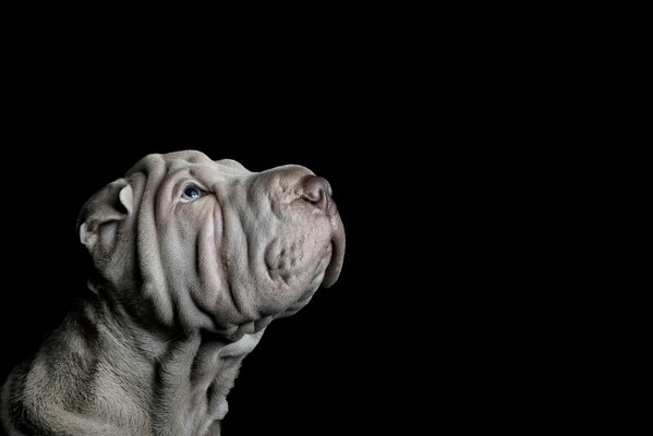 Studio photo of a dog on a black background