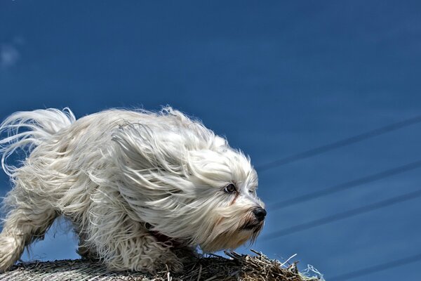 Grand chien Shaggy blanc regardant au loin