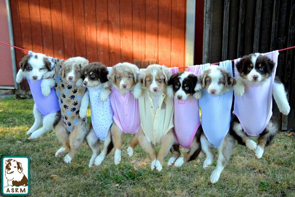 Chiots mignons dans des choses colorées