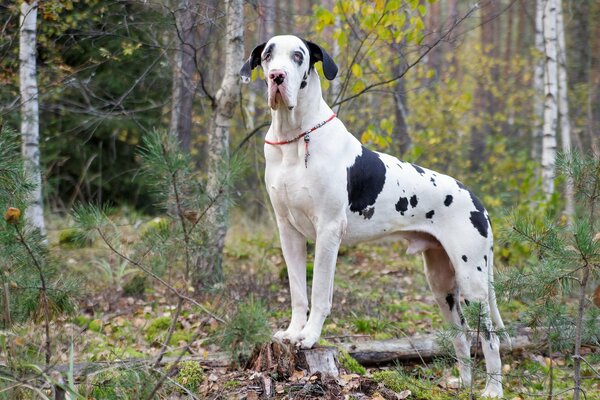 Marble Great Dane on a walk in the forest