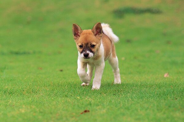 Cucciolo che corre sul prato verde