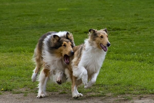 The game of the Scottish Shepherd Collie