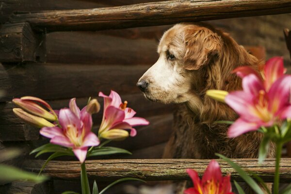 Schöner großer Hund mit intelligentem Blick in Blumen