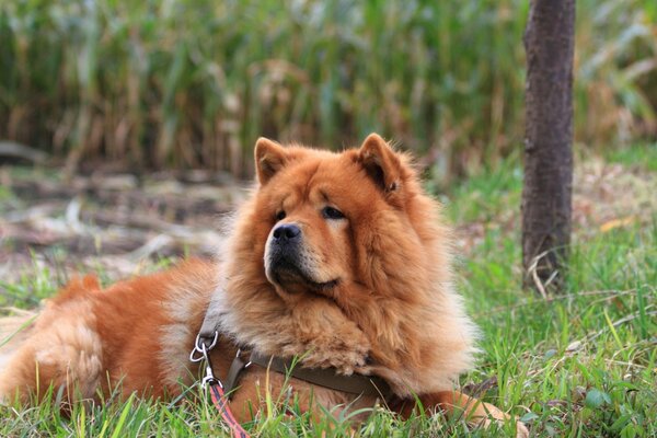 A dog of the chow-chow breed on the grass