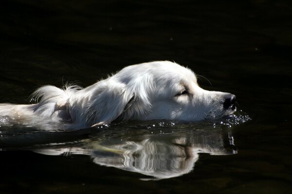 Weißer Hund, der zum Ufer schwimmt