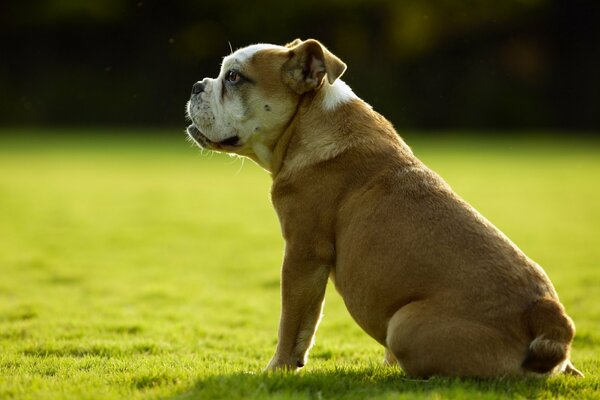 Chien assis sur une pelouse verte