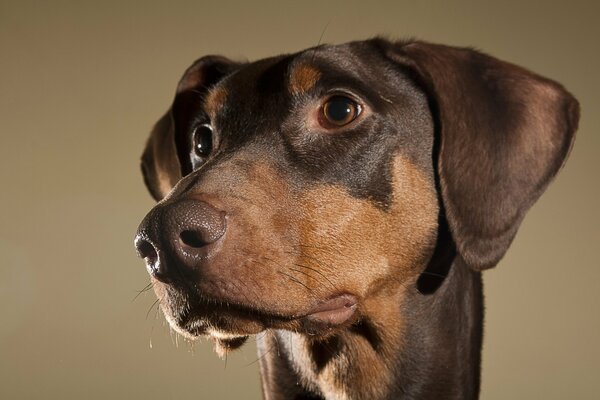 The head of a brown dog with brown eyes