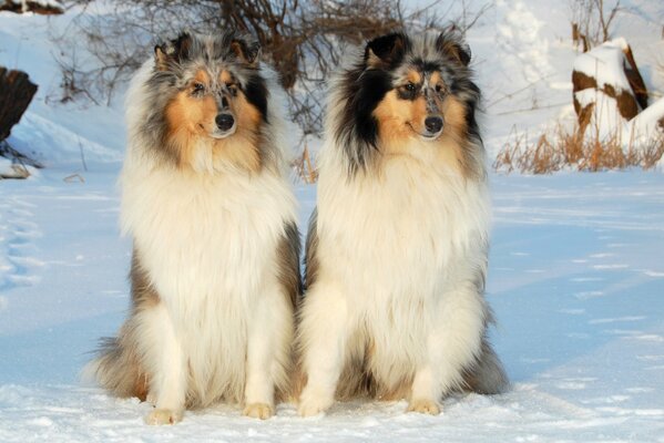 Dogs walk in the snowy forest. A collie dog