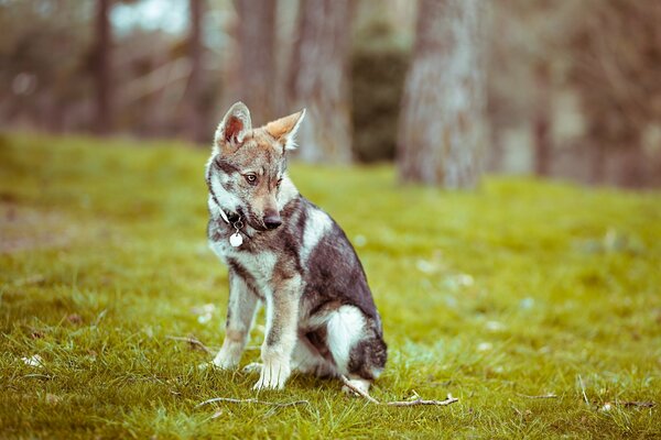 Il cane era interessato al rumore intorno