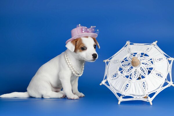 Sesión de fotos de un cachorro con un sombrero junto a un paraguas