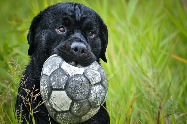 Chien noir avec ballon de football