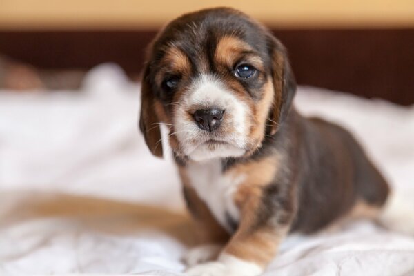 Lindo aspecto de un lindo perrito marrón