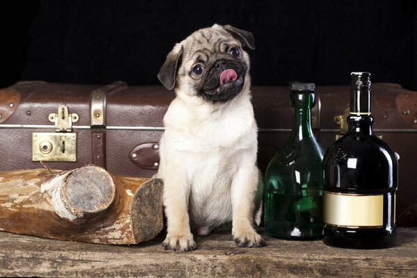 Chien Pug avec valise antique