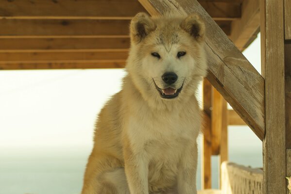 A slyly smiling Samoyed dog sits under a wooden canopy