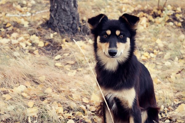 Guter Hund auf Herbstlaub