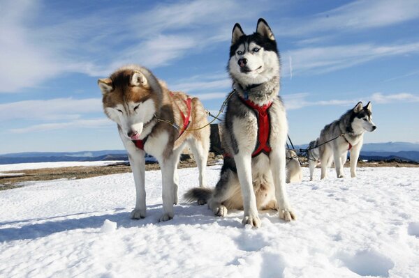 Trois chiens de race Husky en harnais en hiver