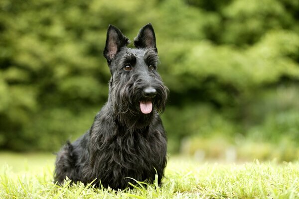 A dog on the background of a green forest