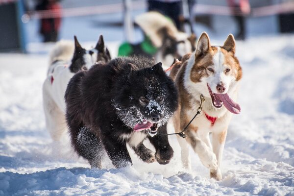 Les Huskies en harnais courent dans la neige