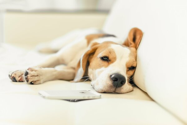 Pet dog sleeping on the couch