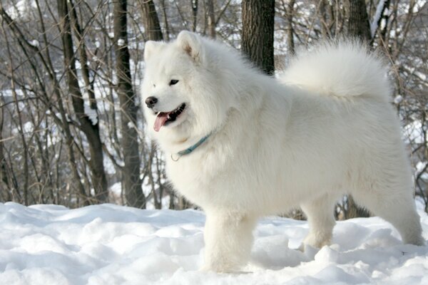 A white dog of the Samoyed breed