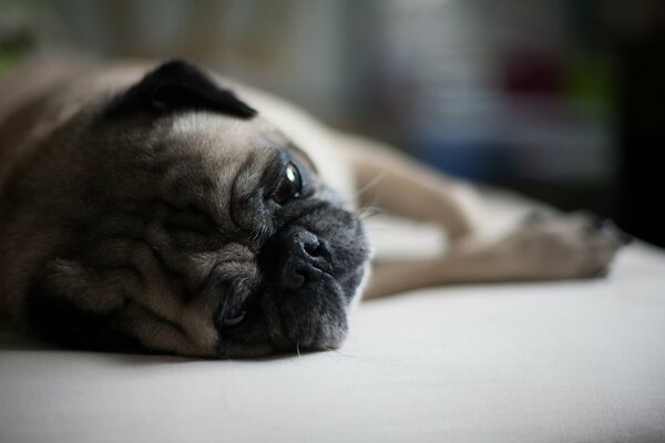 Cute muzzle of a lying pug