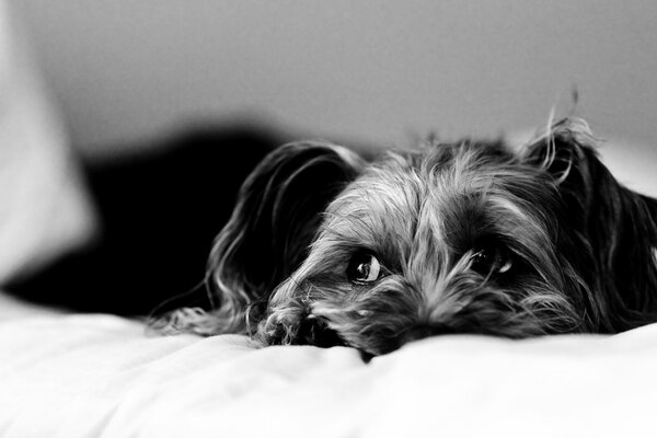 Black and white photo with a dog lying on a sheet