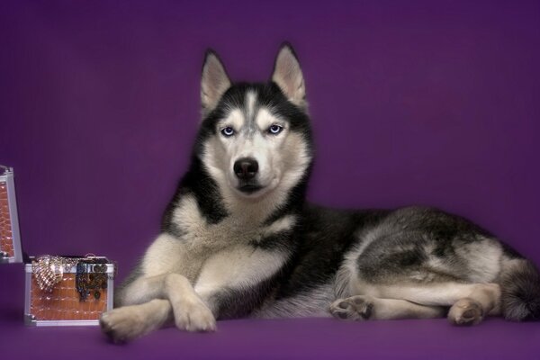 Husky lies near the jewelry box