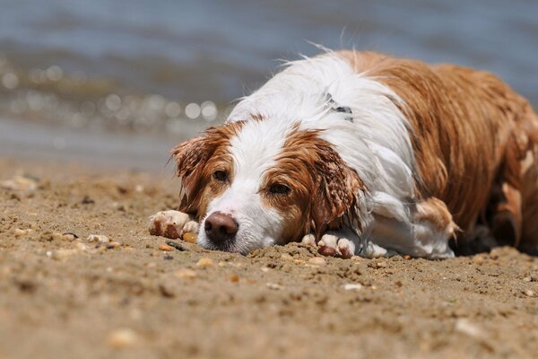 Drôle de chien Humide sur la plage